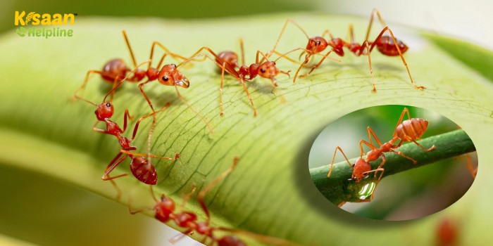 लाल रंग (Red ant) की चींटी को कैसे करें प्रबन्धित? लाल रंग (Red ant) की चींटी को कैसे करें प्रबन्धित?